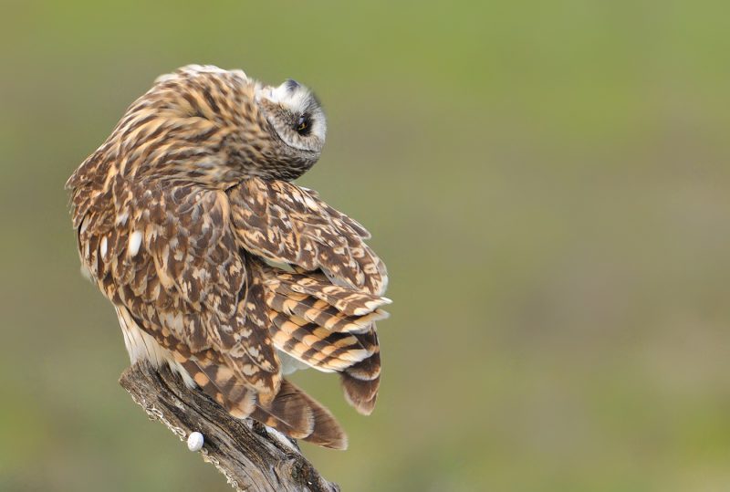 escorzo Birding Doñana, Jaime Blasco