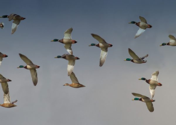 escuadra Birding Doñana, Jaime Blasco