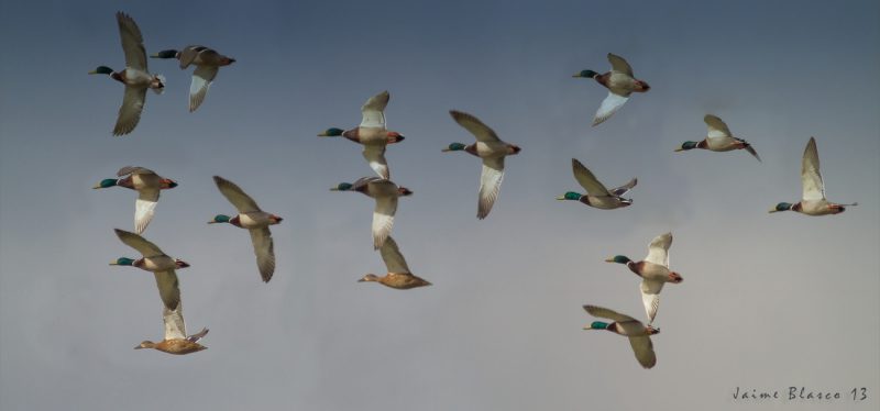 escuadra Birding Doñana, Jaime Blasco