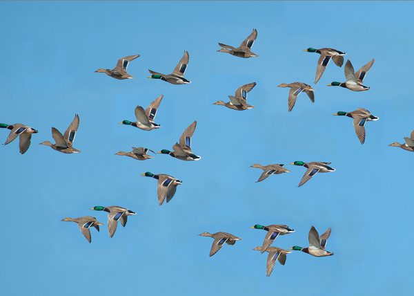 escuadron de vuelo Birding Doñana, Jaime Blasco