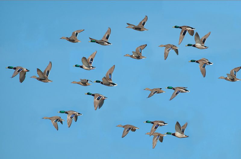 escuadron de vuelo Birding Doñana, Jaime Blasco