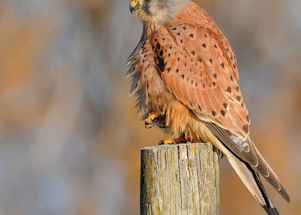 estampita soleada Birding Doñana, Jaime Blasco