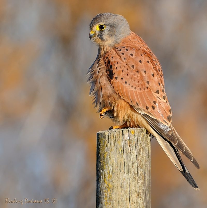 estampita soleada Birding Doñana, Jaime Blasco