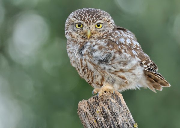 estudio de luz Birding Doñana, Jaime Blasco