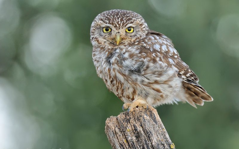 estudio de luz Birding Doñana, Jaime Blasco