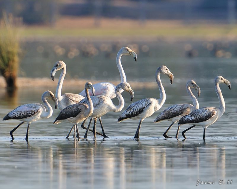 familia numerosa Birding Doñana, Jaime Blasco
