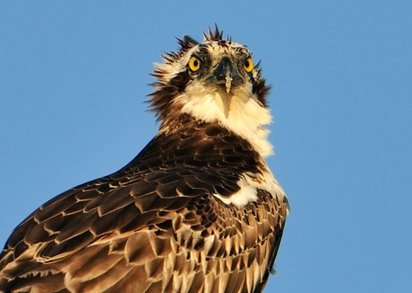 feliz navidad Birding Doñana, Jaime Blasco