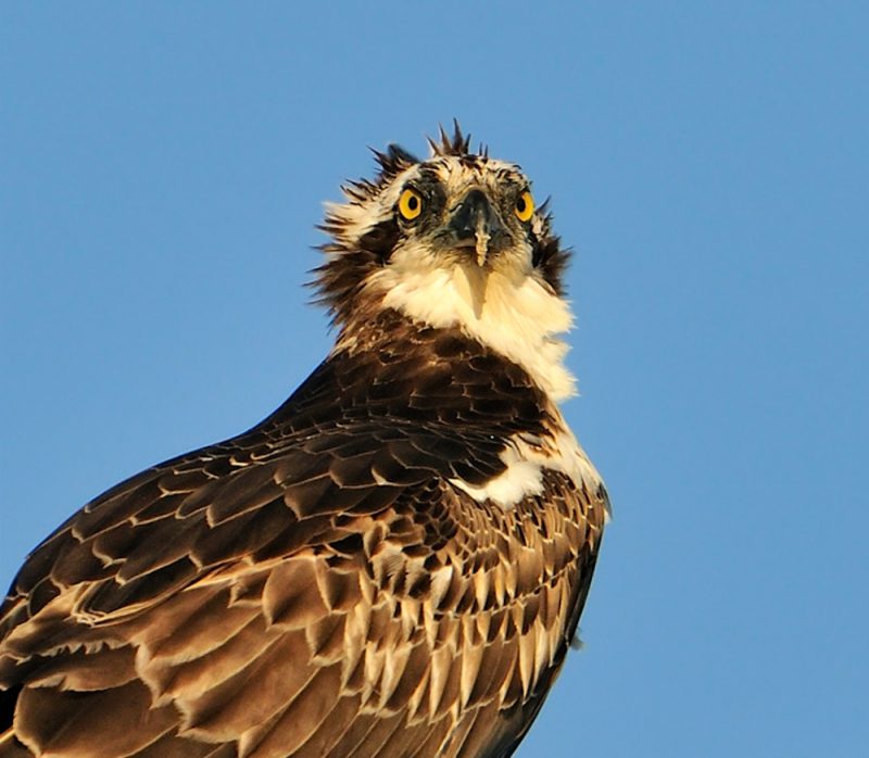 feliz navidad Birding Doñana, Jaime Blasco