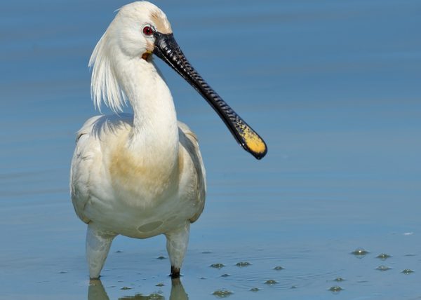 feo tela Birding Doñana, Jaime Blasco