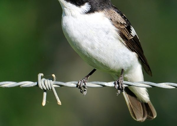 ficedula Birding Doñana, Jaime Blasco