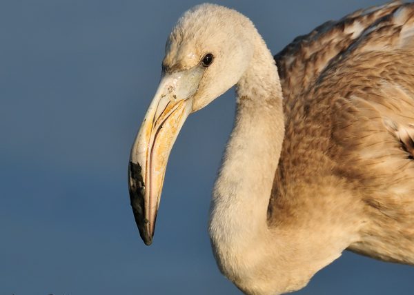 flamenco y barro Birding Doñana, Jaime Blasco