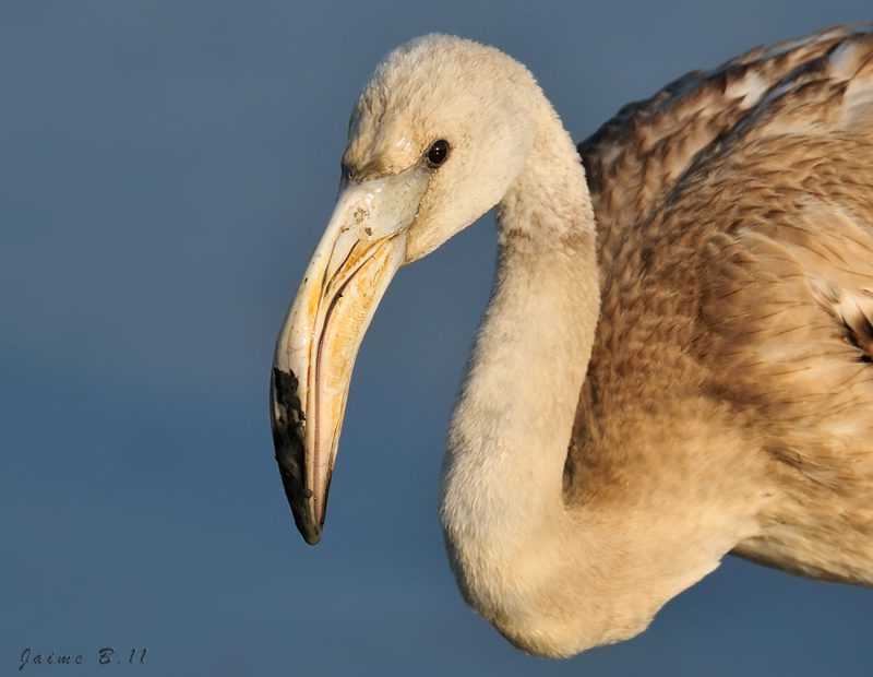 flamenco y barro Birding Doñana, Jaime Blasco