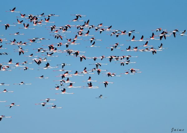 Flecha Birding Doñana, Jaime Blasco