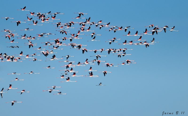 Flecha Birding Doñana, Jaime Blasco