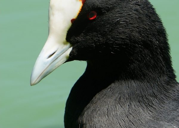 focha cornuda Birding Doñana, Jaime Blasco