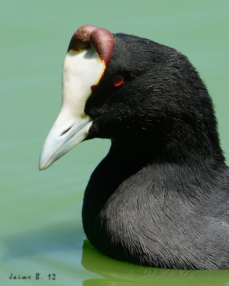 focha cornuda Birding Doñana, Jaime Blasco