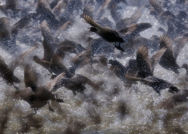 fochas Birding Doñana, Jaime Blasco