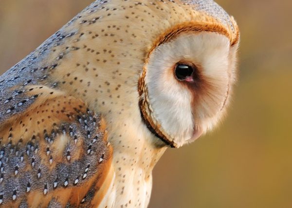 formas Birding Doñana, Jaime Blasco