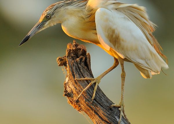 formato cuadrado Birding Doñana, Jaime Blasco