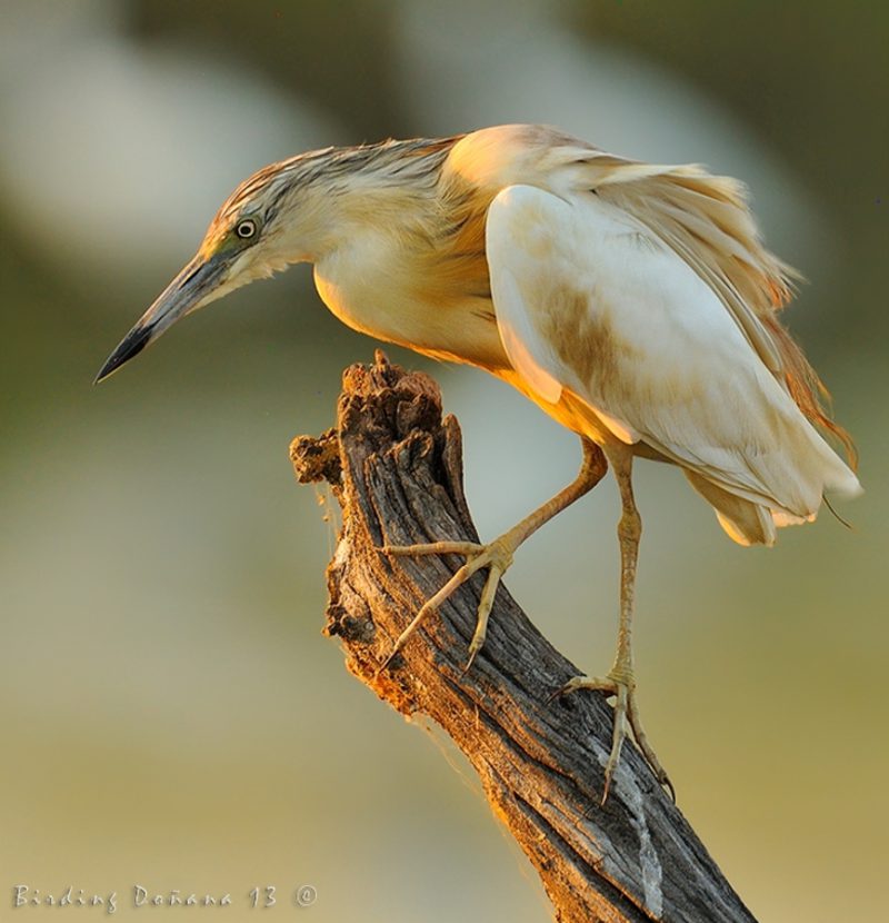 formato cuadrado Birding Doñana, Jaime Blasco