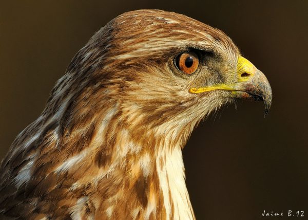 free buzard Birding Doñana, Jaime Blasco