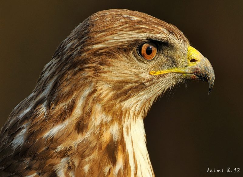 free buzard Birding Doñana, Jaime Blasco