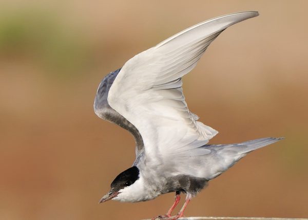 fumarel Birding Doñana, Jaime Blasco