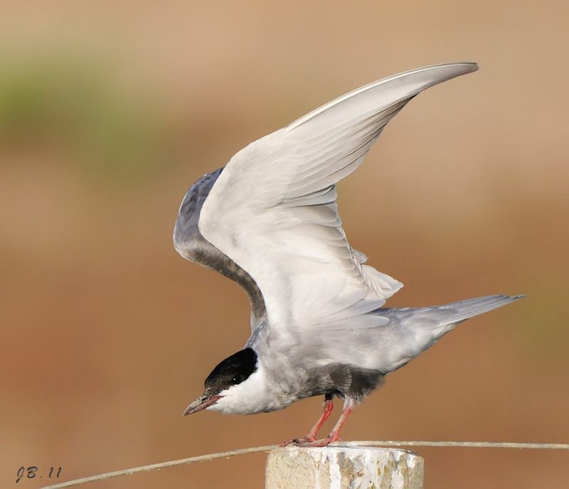 fumarel Birding Doñana, Jaime Blasco