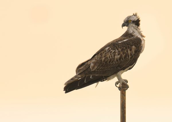 gabilla Birding Doñana, Jaime Blasco