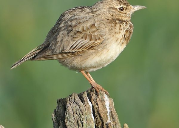 galerida critata Birding Doñana, Jaime Blasco