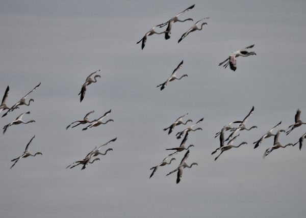 garabatos Birding Doñana, Jaime Blasco