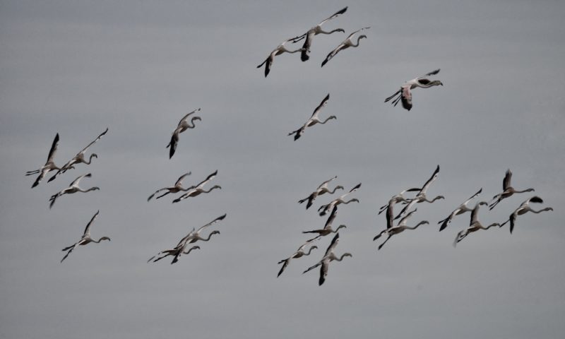 garabatos Birding Doñana, Jaime Blasco