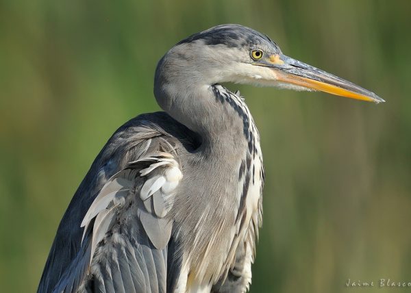 gesto Birding Doñana, Jaime Blasco