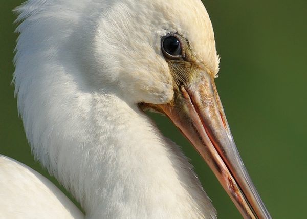 gesto Birding Doñana, Jaime Blasco