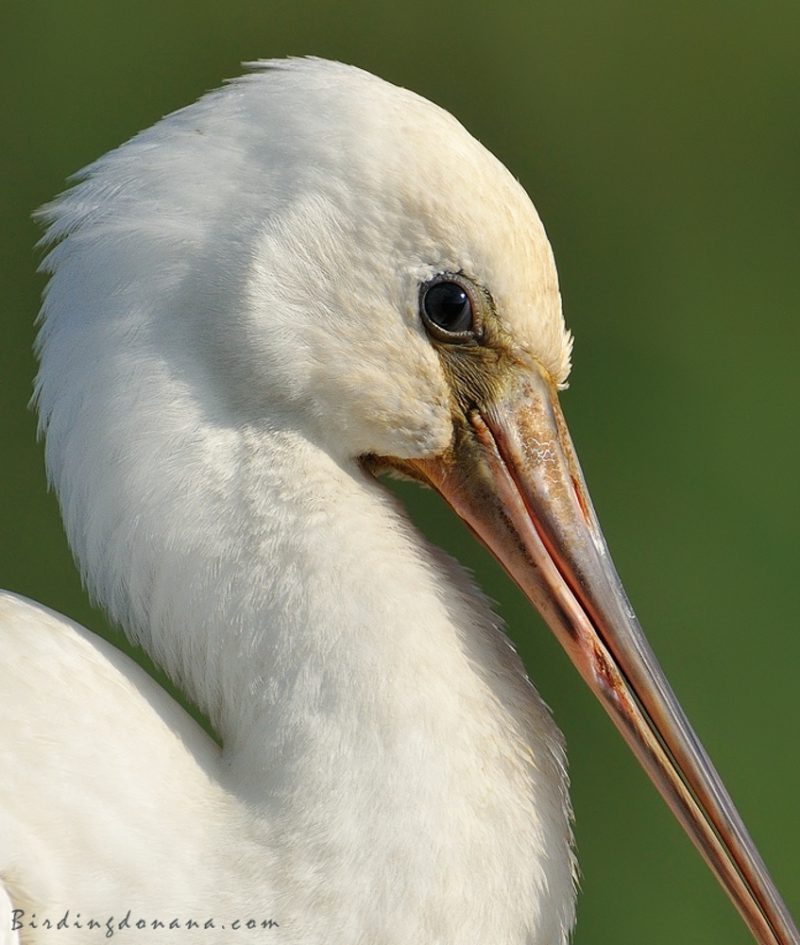 gesto Birding Doñana, Jaime Blasco