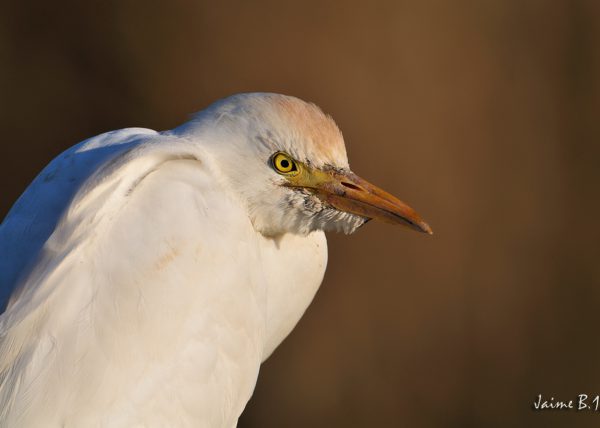 gesto Birding Doñana, Jaime Blasco