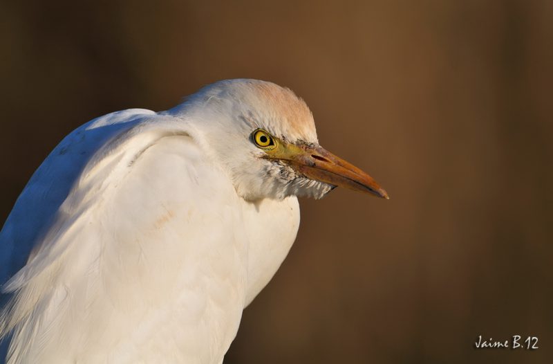 gesto Birding Doñana, Jaime Blasco