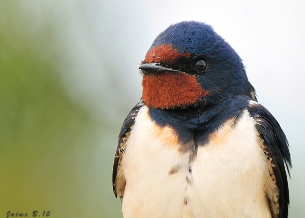 golondrina Birding Doñana, Jaime Blasco