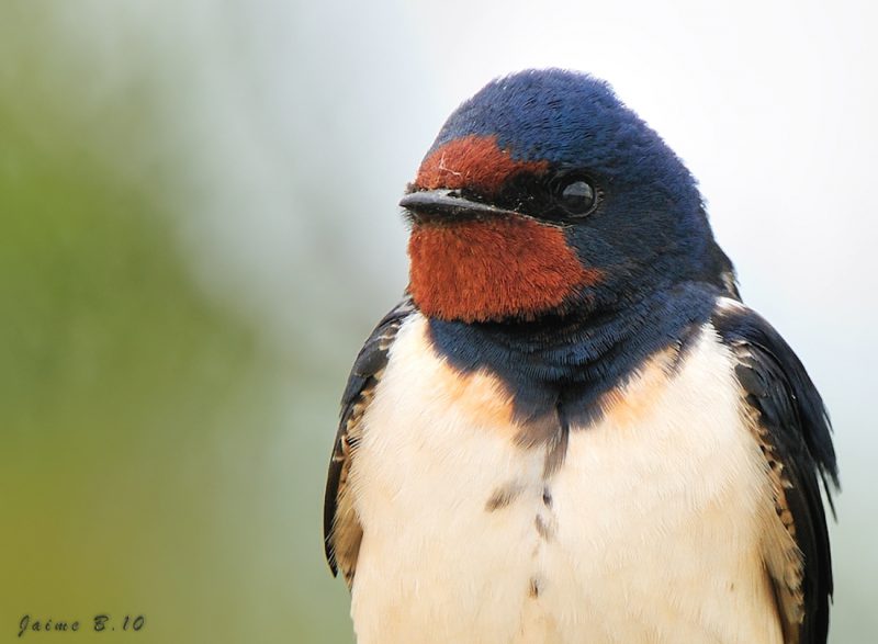 golondrina Birding Doñana, Jaime Blasco