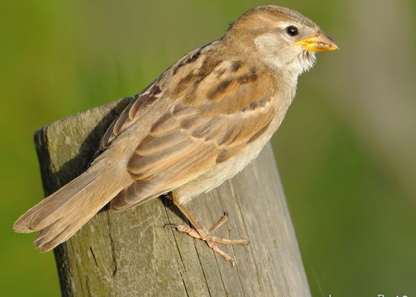 gorrión Birding Doñana, Jaime Blasco