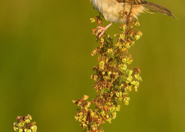 grande muy grande Birding Doñana, Jaime Blasco