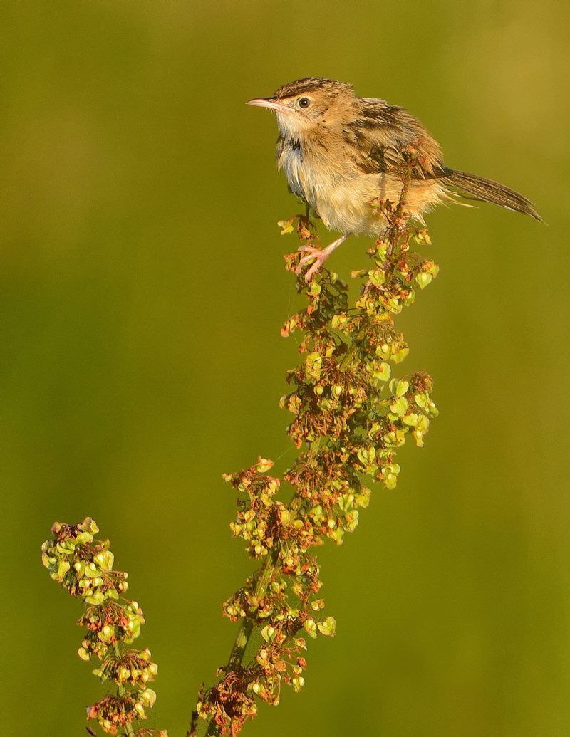 grande muy grande Birding Doñana, Jaime Blasco