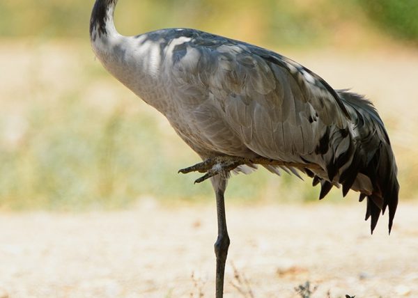 grulla a la sombra Birding Doñana, Jaime Blasco