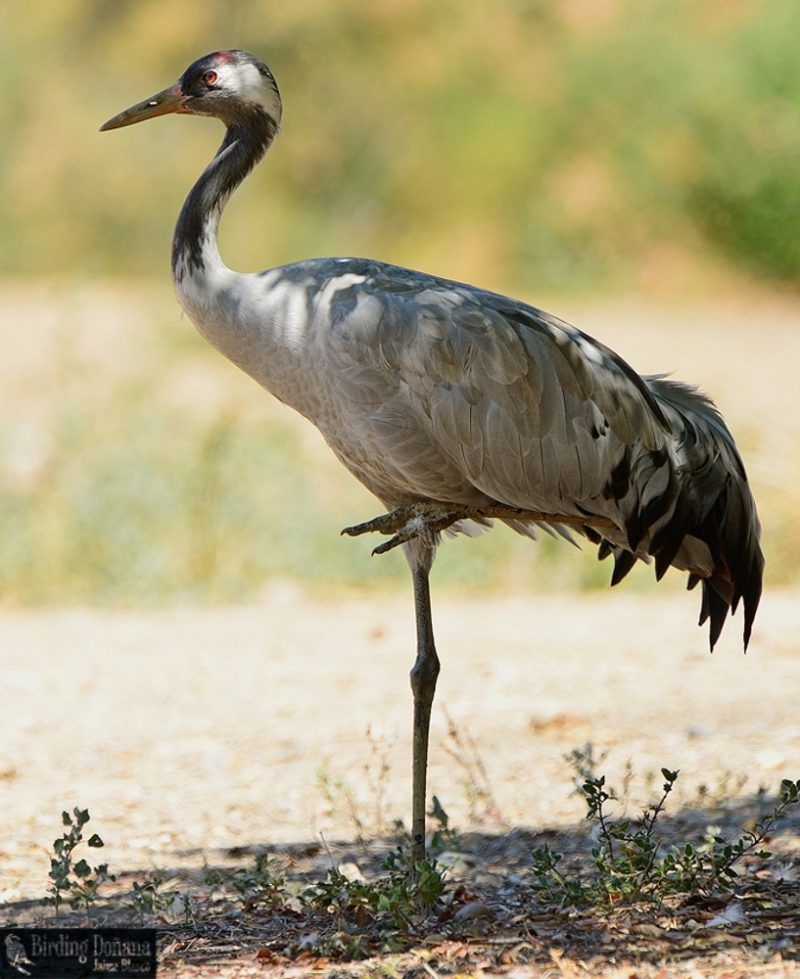 grulla a la sombra Birding Doñana, Jaime Blasco