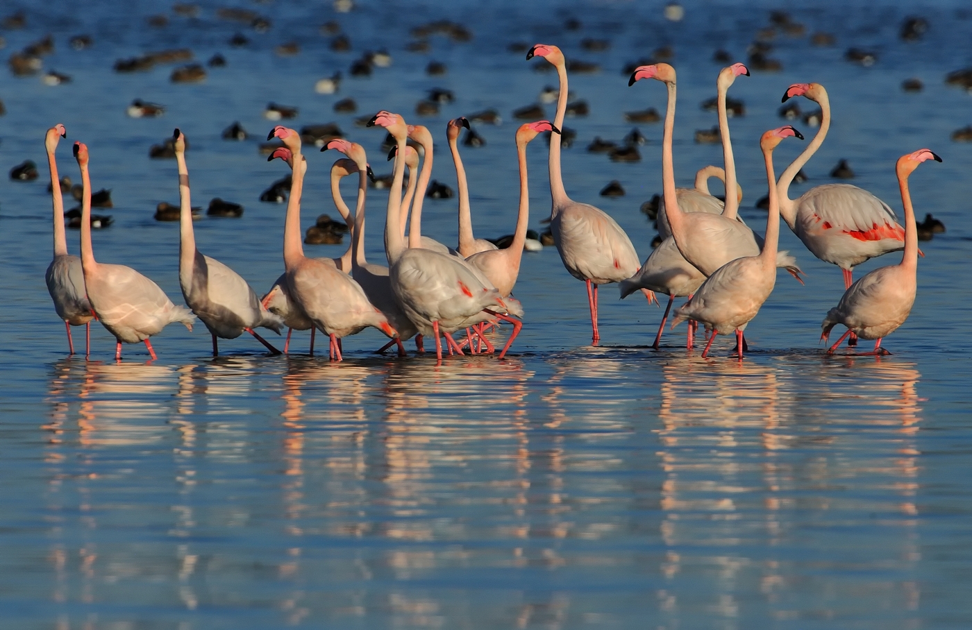 grupos y reflejos Birding Doñana, Jaime Blasco