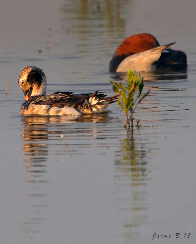 havelda Birding Doñana, Jaime Blasco