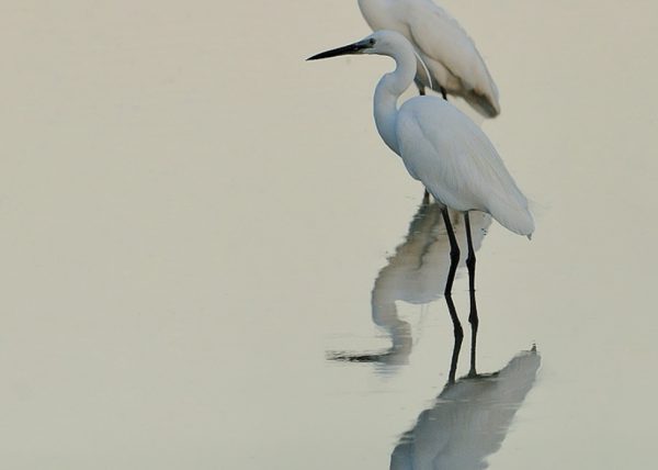 hora azul Birding Doñana, Jaime Blasco