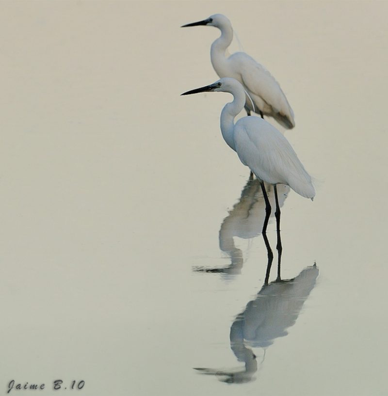 hora azul Birding Doñana, Jaime Blasco