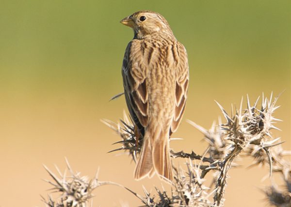 horizontes Birding Doñana, Jaime Blasco