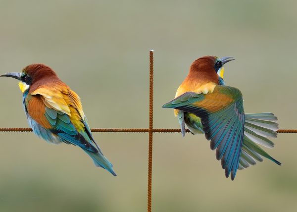 indiferencias Birding Doñana, Jaime Blasco